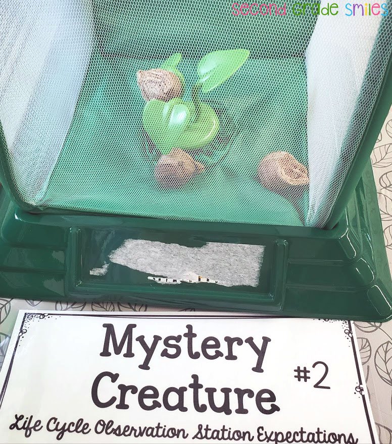 praying mantis egg casings in green container - mystery creature center